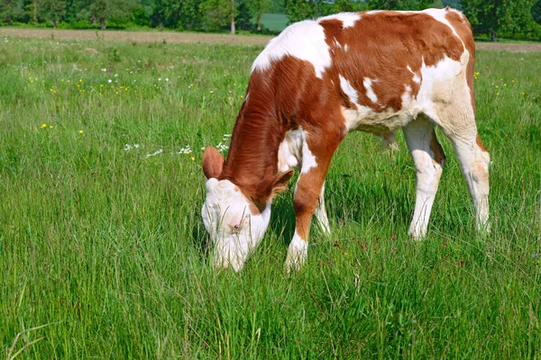 Brown White Calf Summer Pasture Rural Landscape — 图库照片