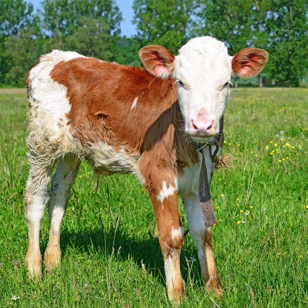 Brown White Calf Summer Pasture Rural Landscape — Stock Photo, Image