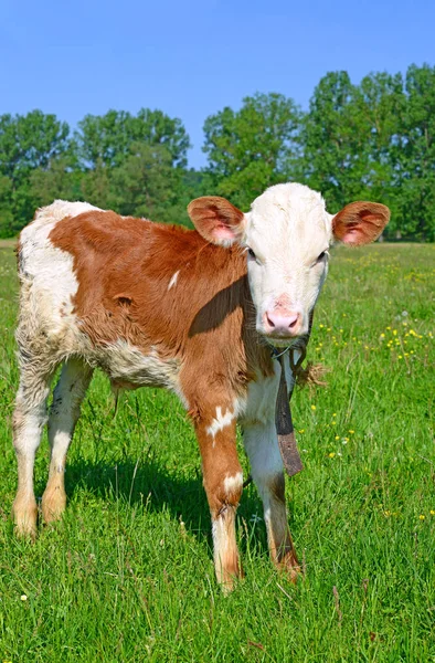 Bruin Wit Kalf Een Zomerweide Een Landelijk Landschap — Stockfoto