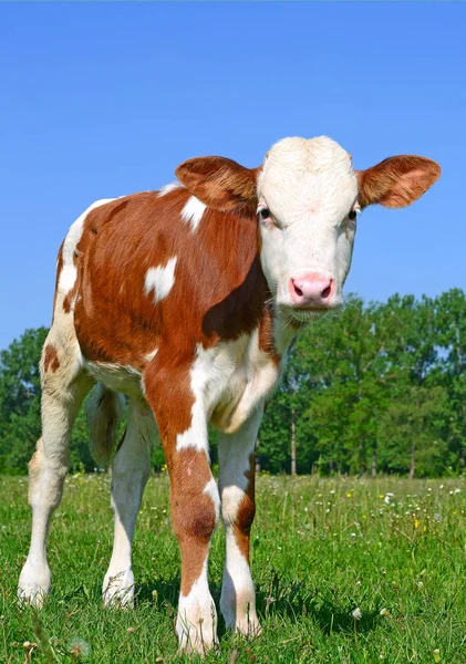 Brown White Calf Summer Pasture Rural Landscape — Zdjęcie stockowe