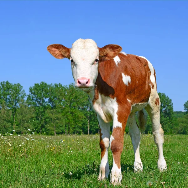 Brown White Calf Summer Pasture Rural Landscape — Zdjęcie stockowe