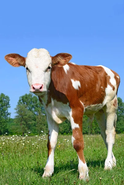 Brown White Calf Summer Pasture Rural Landscape — Stock Fotó