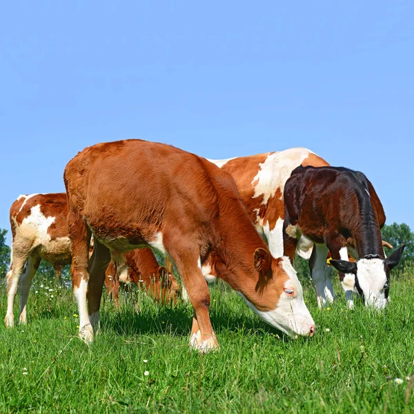 Calves Grazing Summer Pasture — Stockfoto