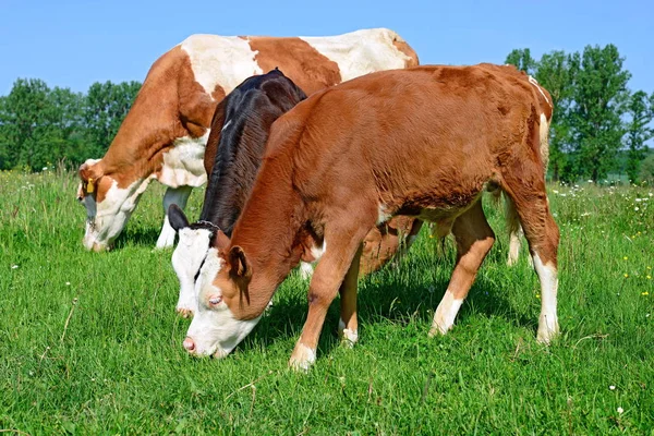 Calves Grazing Summer Pasture — ストック写真