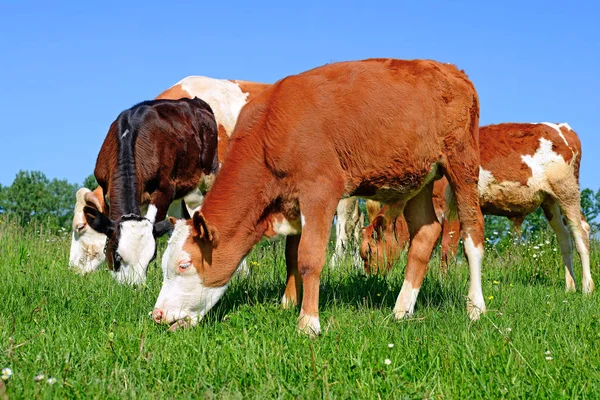 Calves Grazing Summer Pasture — Stok fotoğraf