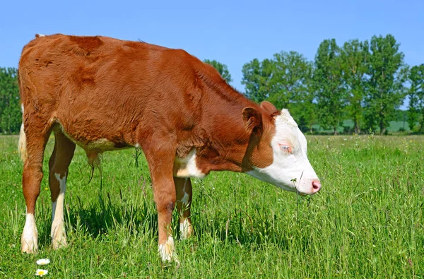 Calf Grazing Summer Pasture — Stockfoto