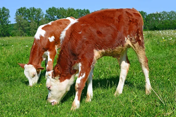 Calves Grazing Summer Pasture — 스톡 사진