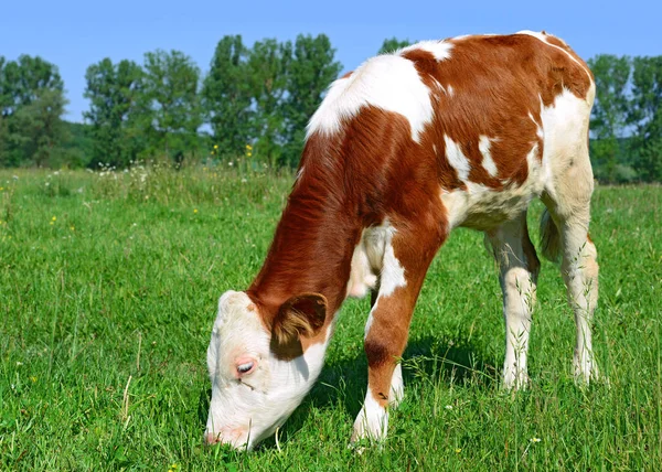 Calf Grazing Summer Pasture — Stock Photo, Image