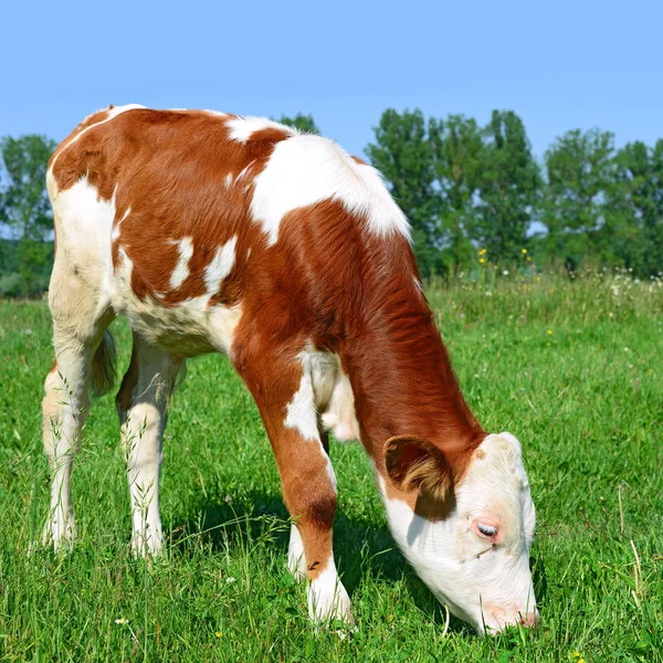 Calf Grazing Summer Pasture — 스톡 사진