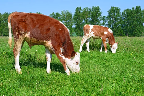 Calves Grazing Summer Pasture — Stockfoto