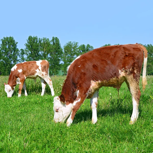 Calves Grazing Summer Pasture — 图库照片