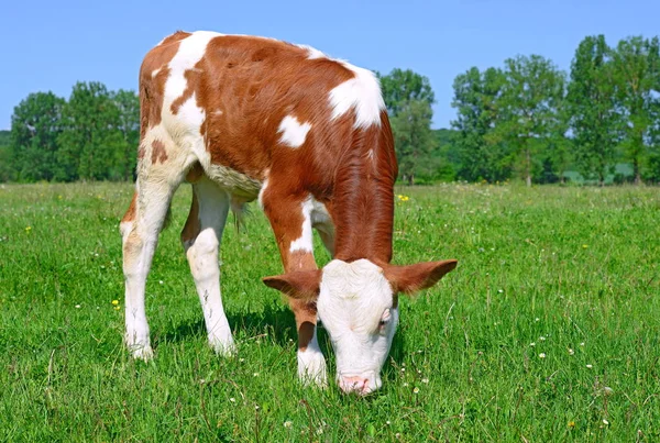 Brown White Calf Summer Pasture Rural Landscape — Stockfoto