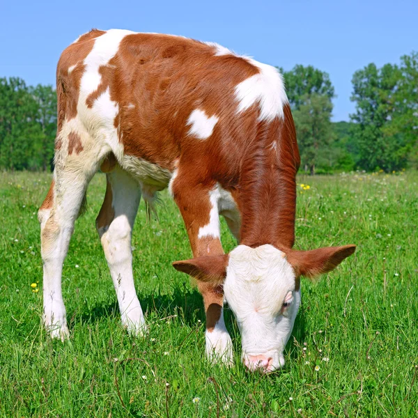 Bruin Wit Kalf Een Zomerweide Een Landelijk Landschap — Stockfoto