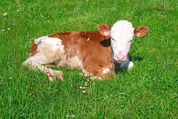 Brown White Calf Summer Pasture Rural Landscape — 스톡 사진