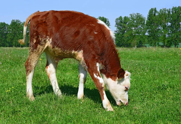 Brown White Calf Summer Pasture Rural Landscape — Stockfoto
