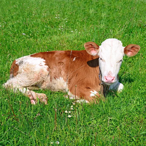 Brown White Calf Summer Pasture Rural Landscape — Stock Photo, Image