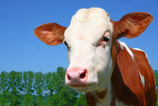 Close Cute Red White Cow Blue Sky Background — ストック写真