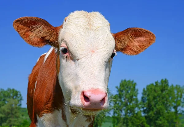 蓝天背景下可爱的红白奶牛的特写 — 图库照片