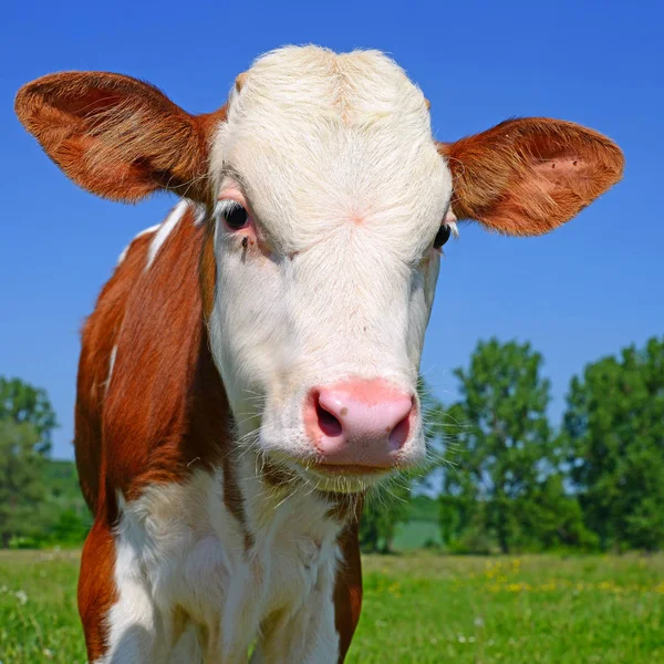 Close Cute Red White Cow Blue Sky Background — Zdjęcie stockowe