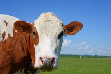 close up of cute red and white cow on blue sky background 