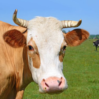 Kırsal alanda yaz otlağında bir inek