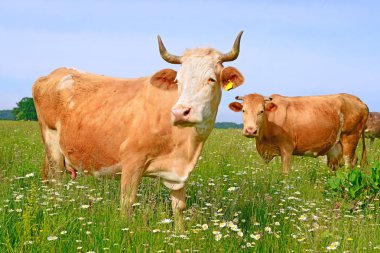 Yaz mera üzerinde otlatma inekler