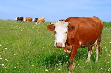 Yaz mera üzerinde otlatma inekler