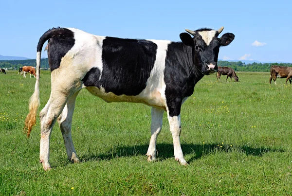 Nahaufnahme Einer Schönen Schwarz Weißen Kuh Auf Der Weide — Stockfoto