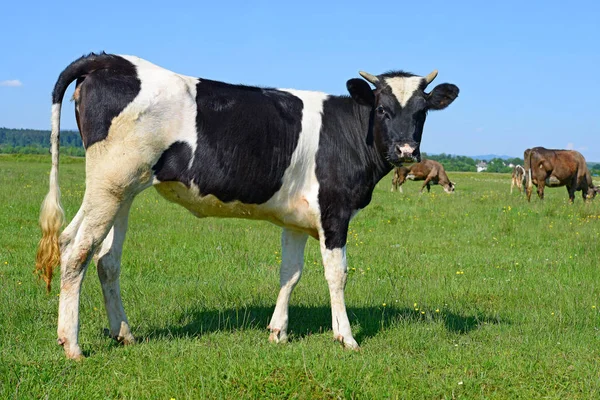 Gros Plan Belle Vache Noire Blanche Sur Prairie — Photo