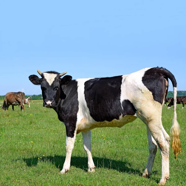 Gros Plan Belle Vache Noire Blanche Sur Prairie — Photo