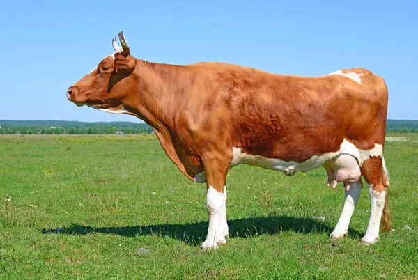 Cow Summer Pasture Rural Landscape — Stock Photo, Image