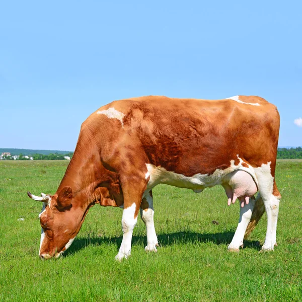 在乡间的夏天牧场上放牛 — 图库照片