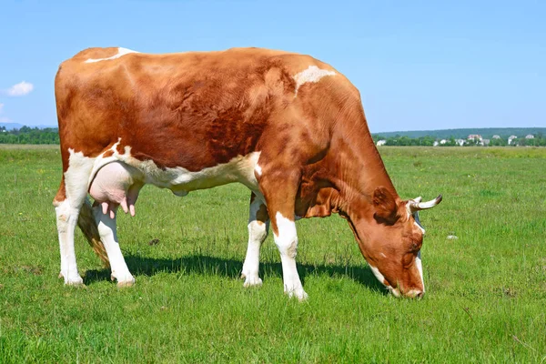 Vache Dans Pâturage Été Dans Paysage Rural — Photo