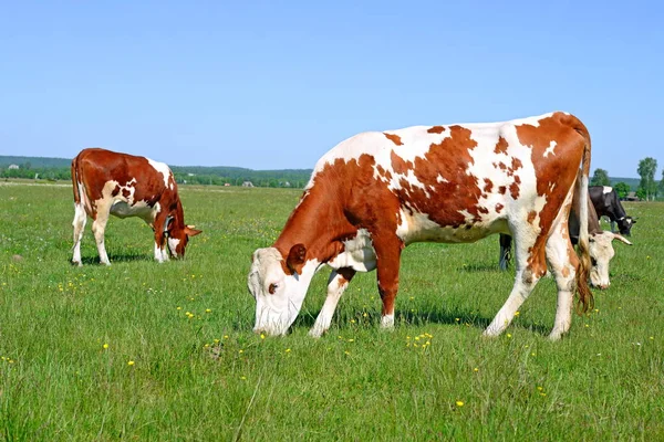 Αγελάδες Αγροτικό Βοσκοτόπι Την Ηλιόλουστη Μέρα — Φωτογραφία Αρχείου