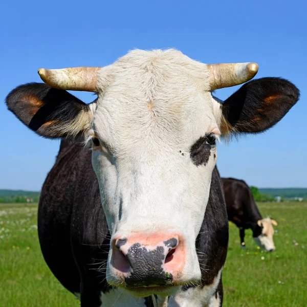 Vaca Pasto Verão Uma Paisagem Rural — Fotografia de Stock