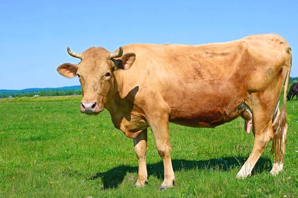Kráva Letní Pastvině Venkovské Krajině — Stock fotografie