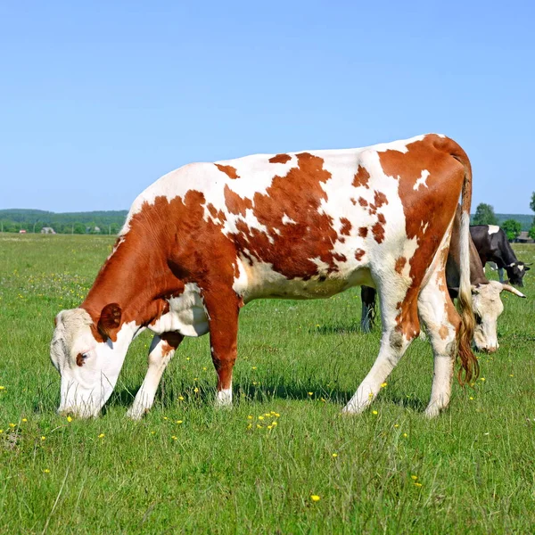 Mucche Pascolo Rurale Nella Giornata Sole — Foto Stock