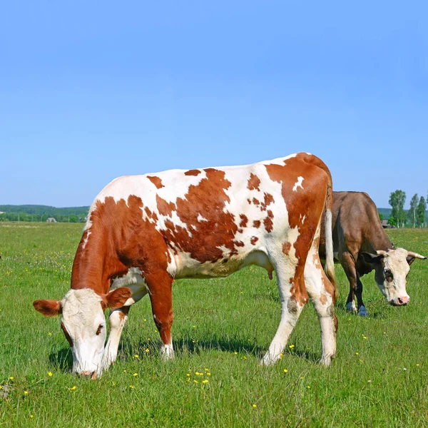 Krowy Pastwisku Słoneczny Dzień — Zdjęcie stockowe