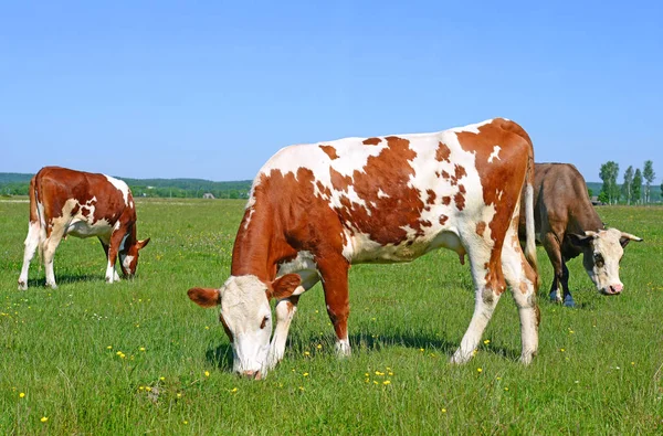 Cows Rural Pasture Sunny Day — Foto de Stock