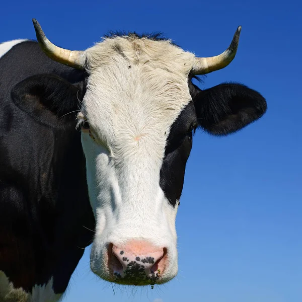 Beautiful Cow Summer Meadow — Foto de Stock