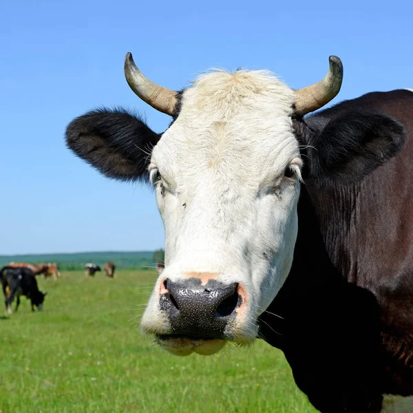 牛は田舎の夏の牧草地で — ストック写真