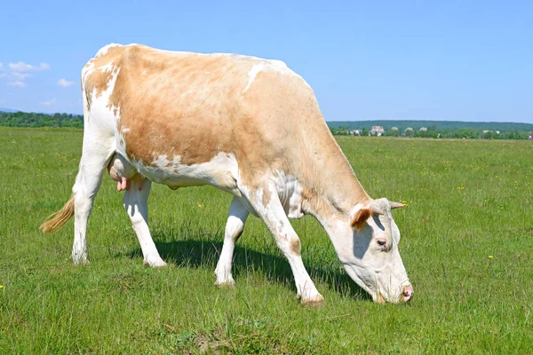 Vaca Pasto Verão Uma Paisagem Rural — Fotografia de Stock