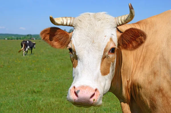 Vaca Pasto Verano Paisaje Rural —  Fotos de Stock