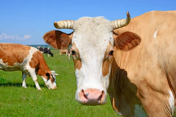 Mucche Pascolo Sui Pascoli Estivi — Foto Stock