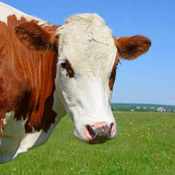 Close Cute Red White Cow Blue Sky Background — Fotografia de Stock