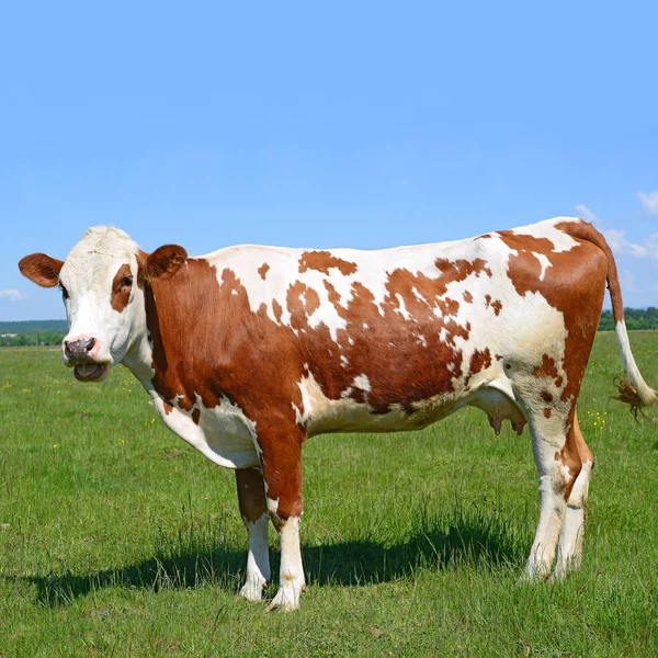 Bonito Vermelho Branco Vaca Céu Azul Fundo — Fotografia de Stock