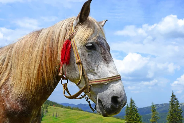 Cavalo Pasto Verão — Fotografia de Stock