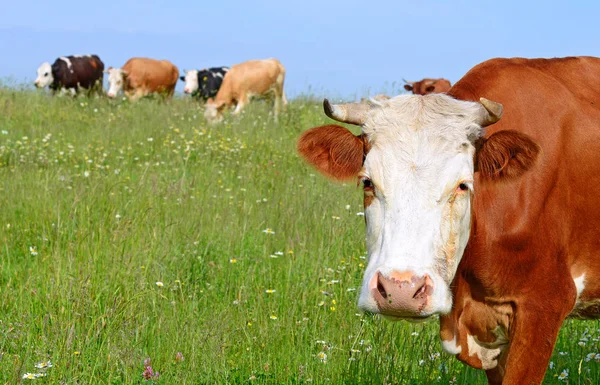 Корови Пасуться Літньому Пасовищі — стокове фото