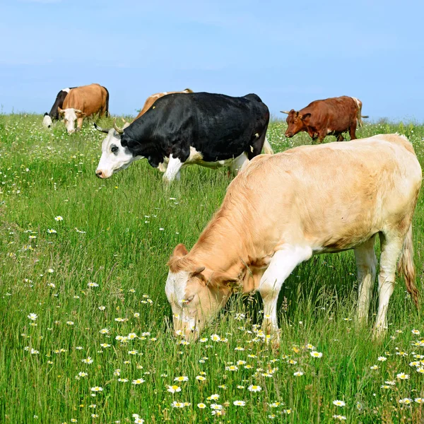 Cows Rural Pasture Sunny Day — Zdjęcie stockowe
