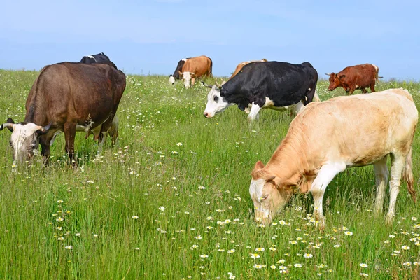 Cows Rural Pasture Sunny Day — Stock Fotó